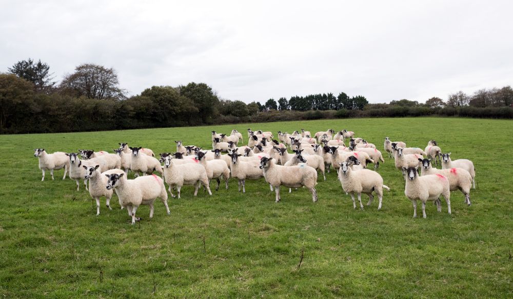 Sheep grazing in a grassy field at Dupath Farm